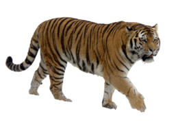 animals & Tiger free transparent png image.