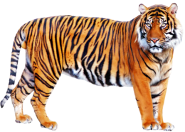 animals & Tiger free transparent png image.