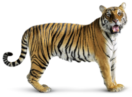 animals & Tiger free transparent png image.