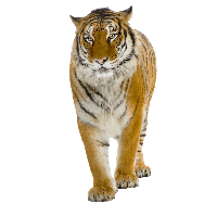 animals & tiger free transparent png image.