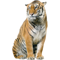 animals & tiger free transparent png image.