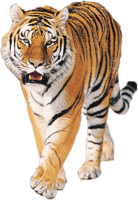 animals & Tiger free transparent png image.