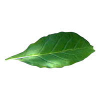 nature&Tobacco png image.