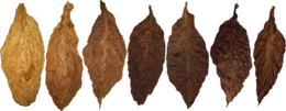 nature & Tobacco free transparent png image.