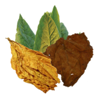 nature & Tobacco free transparent png image.