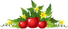 vegetables & tomato free transparent png image.