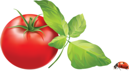 vegetables & tomato free transparent png image.