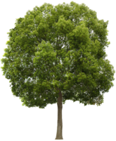 nature&Tree png image.