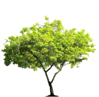 nature & Tree free transparent png image.