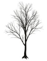 nature & Tree free transparent png image.