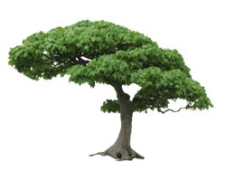 nature & Tree free transparent png image.