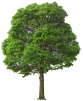 nature & Tree free transparent png image.