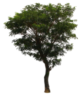 nature & Tree free transparent png image.