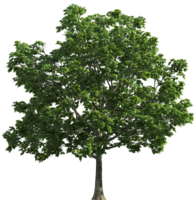 nature & Tree free transparent png image.