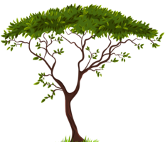 nature & Tree free transparent png image.