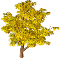 nature & Tree free transparent png image.