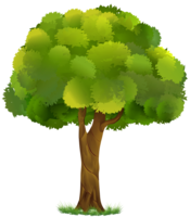 nature & Tree free transparent png image.