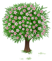 nature & Tree free transparent png image.