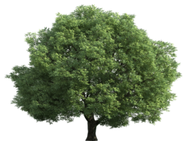 nature & Tree free transparent png image.