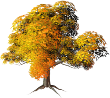 nature & Tree free transparent png image.