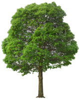 nature & Tree free transparent png image.