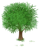 nature & Tree free transparent png image.