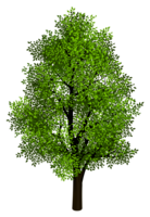 nature & Tree free transparent png image.