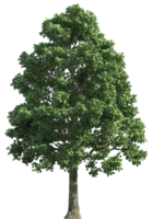 nature & Tree free transparent png image.