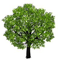 nature & Tree free transparent png image.