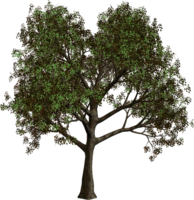 nature & Tree free transparent png image.