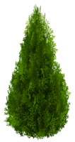 nature & Tree free transparent png image.