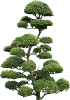 nature & Tree free transparent png image.