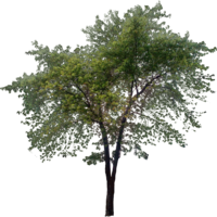 nature & Tree free transparent png image.