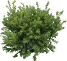 nature & Tree free transparent png image.