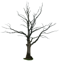 nature & Tree free transparent png image.