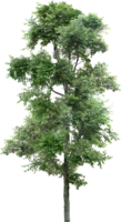 nature & Tree free transparent png image.