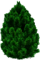 nature & Tree free transparent png image.