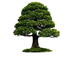 nature & Tree free transparent png image.