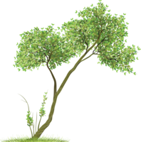 nature & Tree free transparent png image.