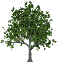 nature & Tree free transparent png image.