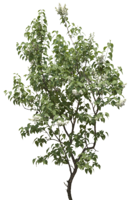 nature & Tree free transparent png image.