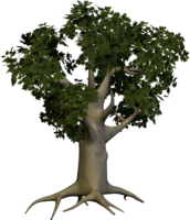 nature & Tree free transparent png image.