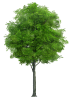 nature & Tree free transparent png image.