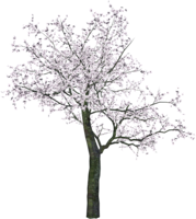 nature & Tree free transparent png image.