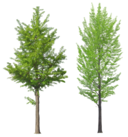 nature & Tree free transparent png image.