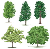 nature & Tree free transparent png image.