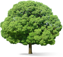 nature & Tree free transparent png image.