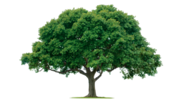 nature & Tree free transparent png image.