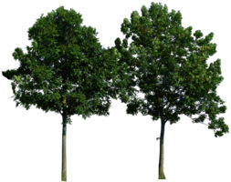 nature & Tree free transparent png image.