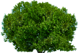 nature & tree free transparent png image.